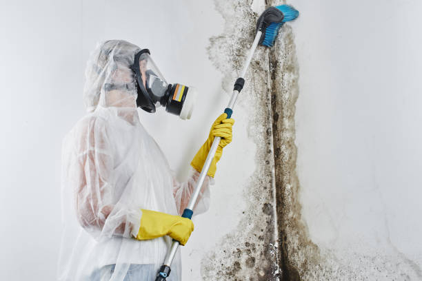Best Attic Mold Removal  in Almedia, PA