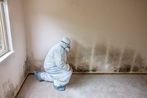 Home Mold Removal in Almedia, PA