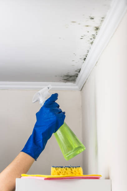 Best Residential Mold Removal  in Almedia, PA