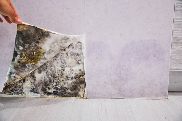Best Black Mold Removal  in Almedia, PA